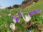 54 Tanti fiori verso le baite